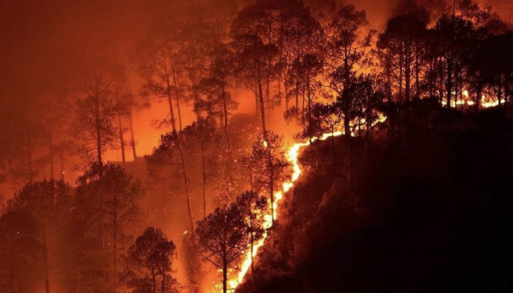 Simlipal burning: Tribal adivasis and forest fires ravaging Simlipal National Park 4 Simlipal Forest Fire